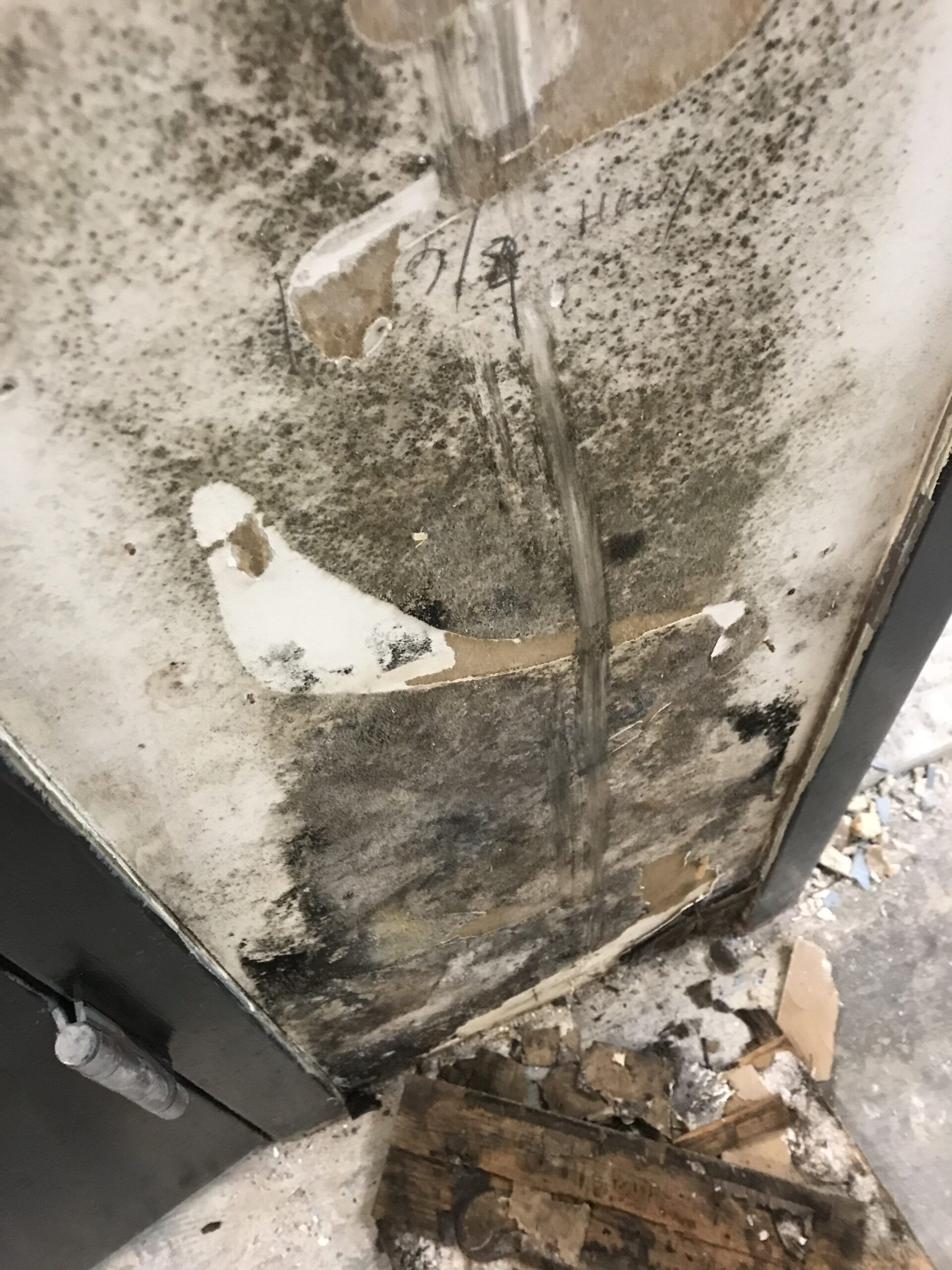 How to Identify & Get Rid of Black Mold From Water Damage