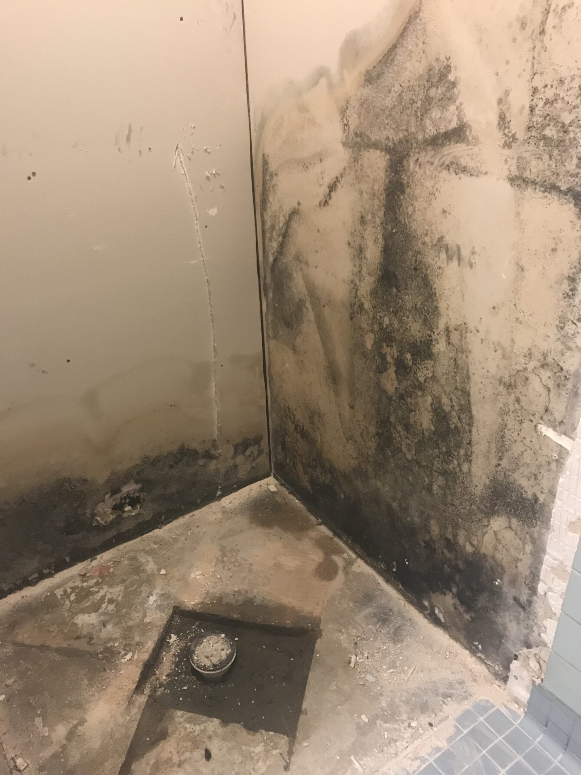 Black Mold In Shower - Is It A Cause Of Worry And What To Do About It? - AQA