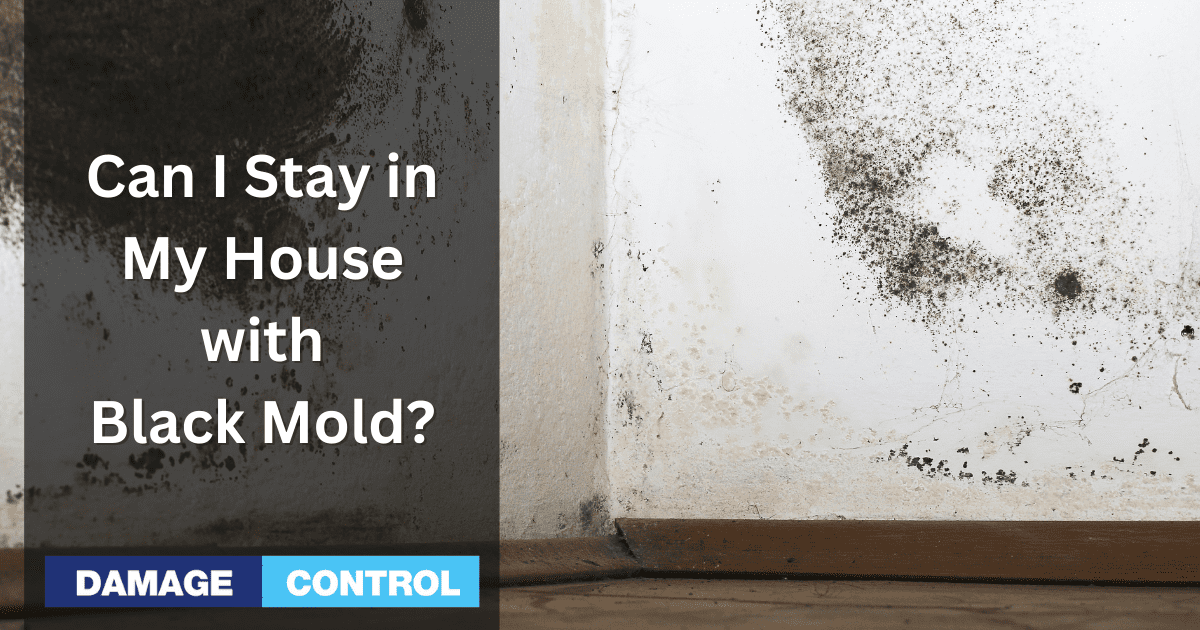 Can You Safely Stay In A House With Black Mold?