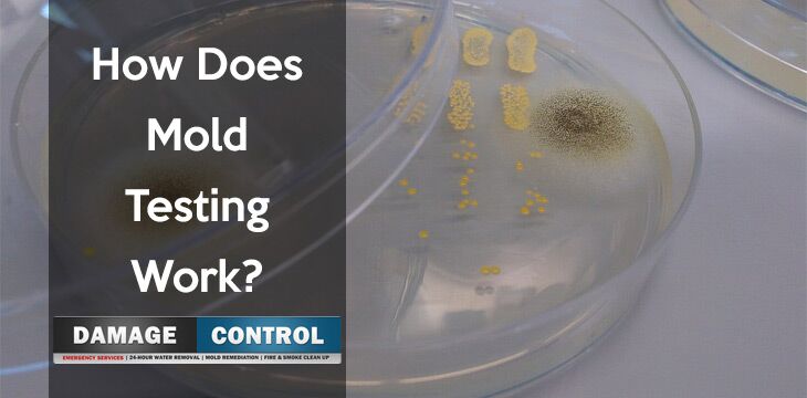 How Do Mold Testing Kits Work? A Guide To Understanding