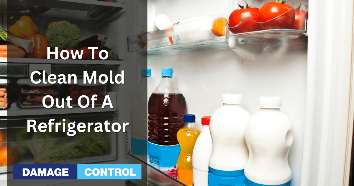 How To Clean Mold from a Refrigerator Easily and quickly.