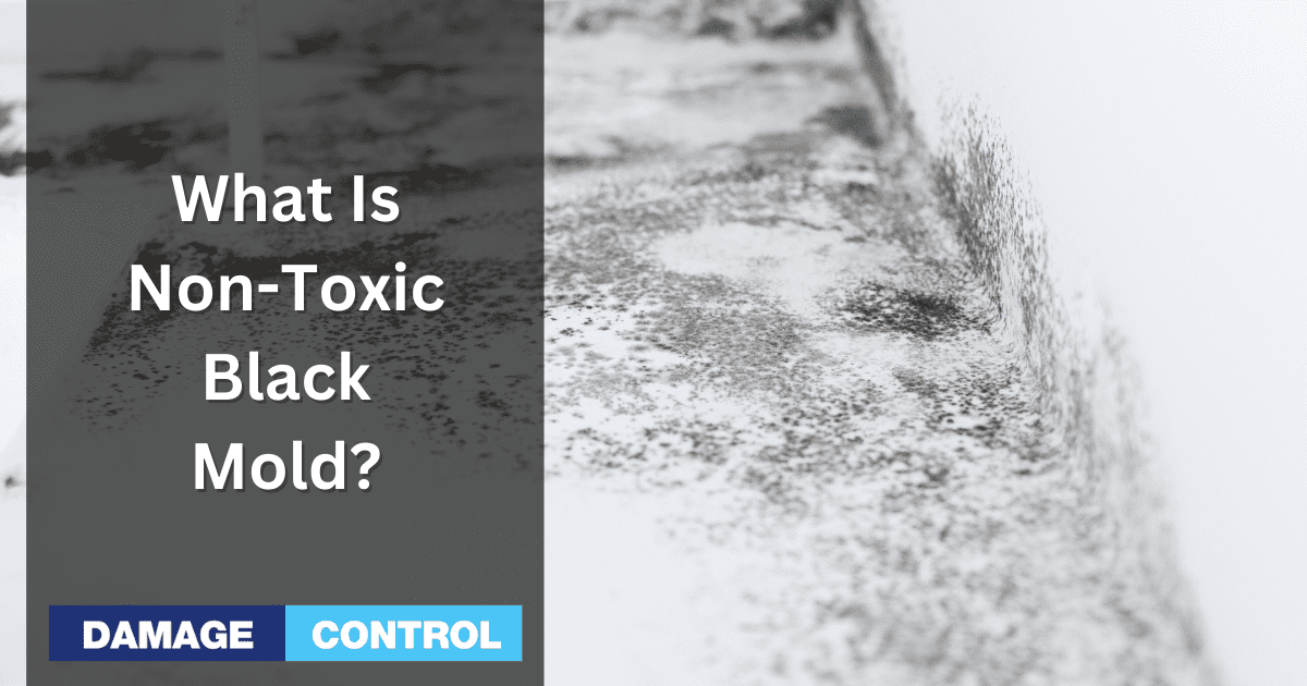 What is Non Toxic Black Mold? Risks, Identification, Removal